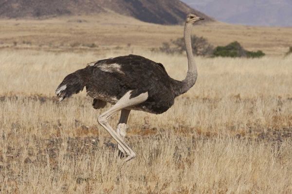 Ostrich, Namib Naukluft NP, Namib Desert, Namibia